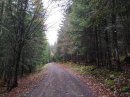Montée dans le bois La Vie aux Bêtes